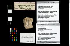 Foto (Objekt + Etikett) von Munidopsidae indet.  (NHMW-GEO-1990-0041-10152)